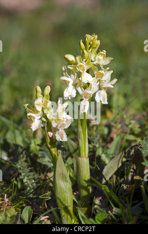Provence Orchis (Orchis provincialis), Sardinia, Italy, Europe Stock Photo