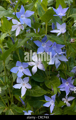 Bigleaf Periwinkle, Large Periwinkle, Greater Periwinkle, or Blue Periwinkle (Vinca major), Sardinia, Italy, Europe Stock Photo