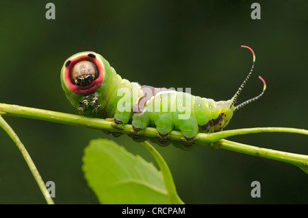 Puss Moth (Cerura vinula) caterpillar, Perktoldsdorf, Lower Austria, Austria, Europe Stock Photo