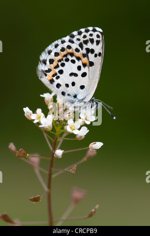 Chequered Blue Butterfly (Scolitantides orion), Feldthurns, South Tyrol, Italy, Europe Stock Photo