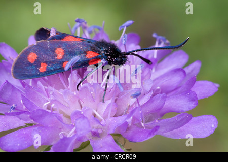 Five-Spot Burnet (Zygaena trifolii), Riedener See, Lechtal, Tyrol, Austria, Europe Stock Photo