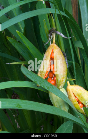 Stinking Iris or Gladdon (Iris foetidissima), Lake Garda, Lombardia, Italy, Europe Stock Photo