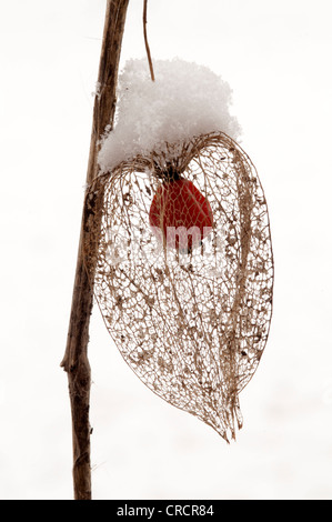 Bladder Cherry or Chinese Lantern (Physalis alkekengi), Schwaz, Tyrol, Austria, Europe Stock Photo