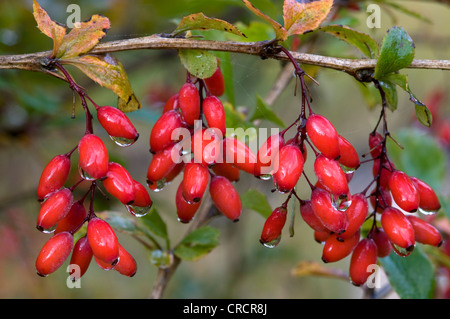 Barberries (Berberis vulgaris), Riedener Lake, Lech Valley, Tyrol, Austria, Europe Stock Photo