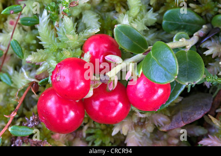 Lingonberry (Vaccinium vitis-idaea), Pillersattel, Tyrol, Austria, Europe Stock Photo