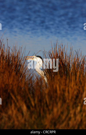 grey heron (Ardea cinerea), at sunrise, Denmark, Westjuetland Stock Photo