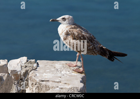 Seagull standing on the rock Stock Photo