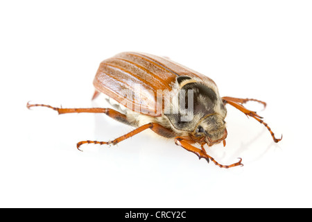 cockchafer, also called may bug or spring beetle Stock Photo