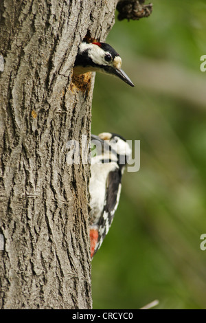 syrian woodpecker (Picoides syriacus, Dendrocopos syracus), at its tree hole, Bulgaria Stock Photo