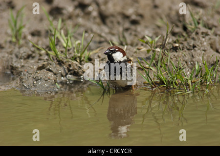Spanish sparrow (Passer hispaniolensis), bathing male, Bulgaria Stock Photo