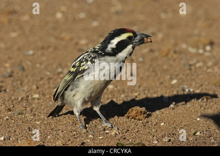 red-fronted tinkerbird (Pogoniulus pusillus), foraging, Namibia Stock Photo