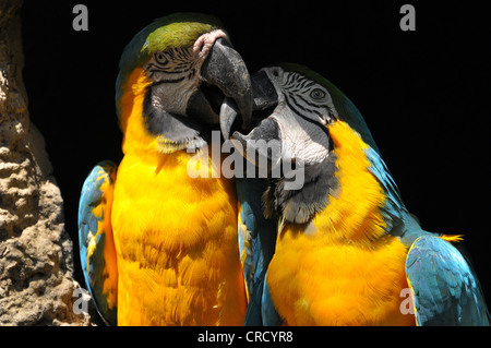 Two Blue-and-Yellow Macaws (Ara ararauna) billing, Foz do Iguacu, Parana, Brazil, South America Stock Photo