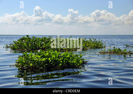 Water Hyacinths (Eichhornia) floating on the Pantanal, worldwide largest swamp, maximum water level, Corumba Stock Photo