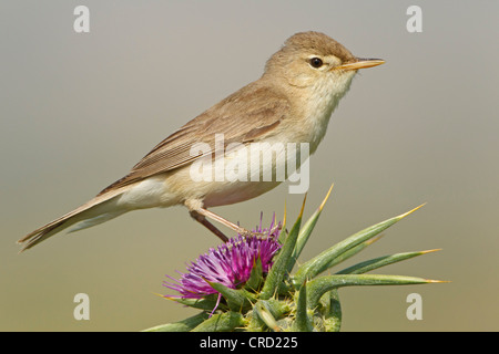 Eastern Olivaceous Warbler (Hippolais pallida) on blossom Stock Photo