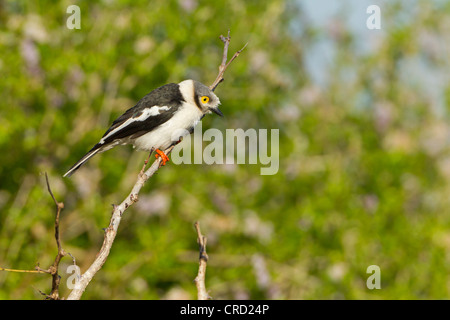 White-crested Helmetshrike (Prionops plumatus) perching on twig, Hluhluwe Umfolozi Game Reserve, South Africa Stock Photo