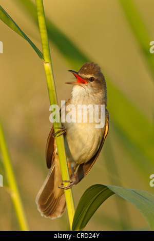 Great Reed Warbler (Acrocephalus arundinaceus) perching on twig Stock Photo