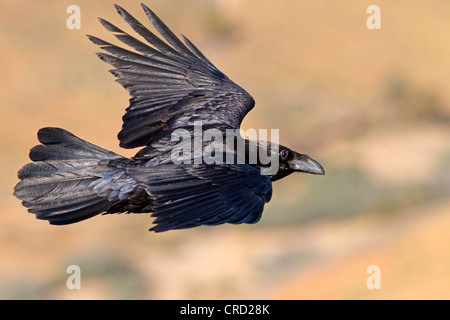 Canary Islands Raven (Corvus corax tingitanus) flying Stock Photo