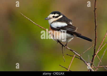 Masked Shrike (Lanius nubicus) perching on twig Stock Photo