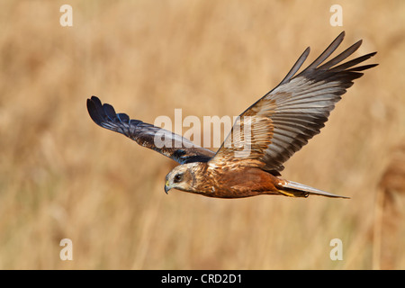 Western Marsh-harrier (Circus aeruginosus) flying Stock Photo