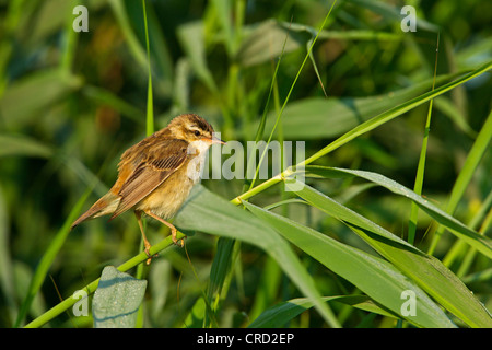 Sedge Warbler (Acrocephalus schoenobaenus) in reed Stock Photo