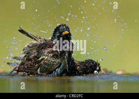 Two Common Starlings (Sturnus vulgaris) by the water Stock Photo