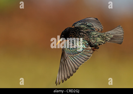 Common Starling (Sturnus vulgaris) flying Stock Photo