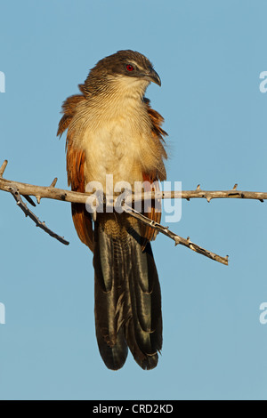 White-browed Coucal (Centropus superciliosus burchelli) perching on twig Stock Photo