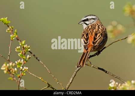 Rock Bunting (Emberiza cia) perching on twig Stock Photo