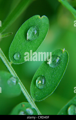 Water drops on leafs Stock Photo