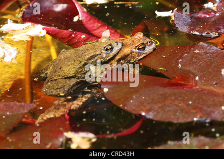 Two common toads, bufo bufo, in pond Stock Photo