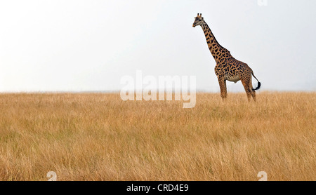 giraffe (Giraffa camelopardalis), Giraffe on the Maasai Mara plains, Kenya Stock Photo