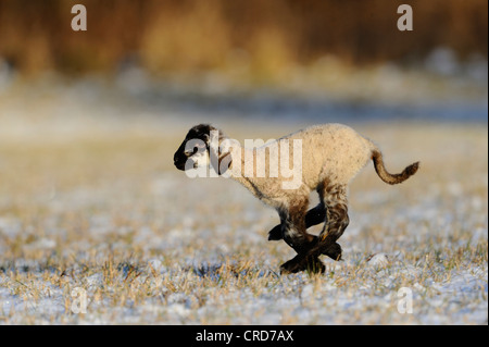 Lamb running in snowy meadow Stock Photo