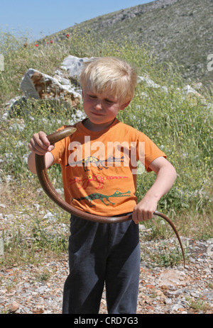 European glass lizard, armored glass lizard (Ophisaurus apodus, Pseudopus apodus), single animal in the hands of a small boy, Greece Stock Photo