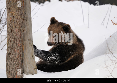 Eurasian brown bear (Ursus arctos arctos) in snow