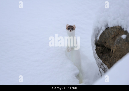 Least weasel (Mustela nivalis) in snow Stock Photo