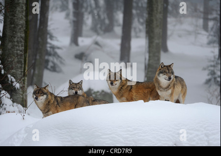 Wolf pack in snow Stock Photo