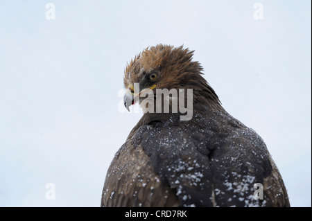 Lesser Spotted Eagle (Aquila pomarina), portrait Stock Photo