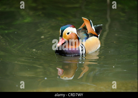 Male Mandarin Duck (Aix galericulata) swimming on water Stock Photo