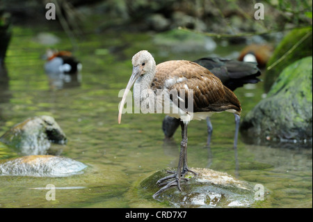 Straw-necked Ibis (Threskiornis spinicollis) in water Stock Photo