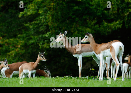 Mhorr Gazelles (Nanger dama mhorr) in meadow Stock Photo