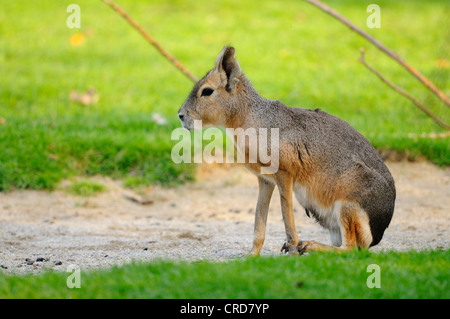 Patagonian Mara (Dolichotis patagonum) Stock Photo