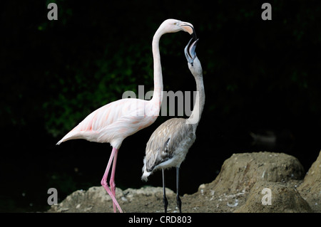 Two Greater Flamingo (Phoenicopterus roseus) Stock Photo
