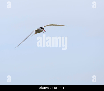 Arctic tern, Sterna paradisaea in flight with fish in its beak Stock Photo