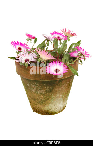 Mesembryanthemum vivid daisy like flowers in a terracotta pot isolated against white Stock Photo