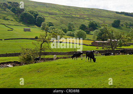 Bishopdale, Yorkshire Dales National Park. Stock Photo