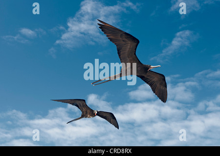 Two Frigatebirds (Fregatidae) flying, Galapagos Islands Stock Photo