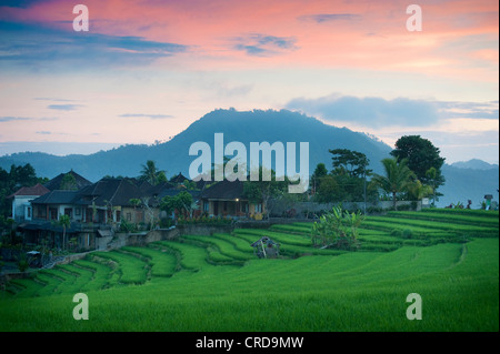 Some of the most beautiful rice terraces can be found in the Sidemen Valley of east Bali, Indonesia, here seen at sunset. Stock Photo