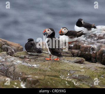 Atlantic Puffins, Fratercula arctica, breeding colony on the Farne Islands. One of the puffins has a beak full of sand eels. Stock Photo