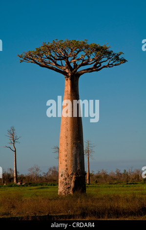 African Baobab tree (baobab), near Morondava on the west coast of Madagascar, Africa Stock Photo