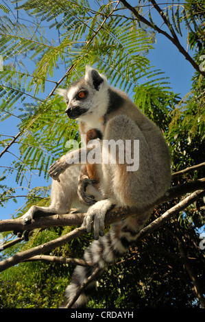 Ring-tailed lemur (Lemur catta) in the dry forests in the south of Madagascar, Africa, Indian Ocean Stock Photo